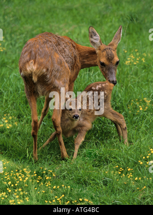 Capriolo con cub / Capreolus capreolus Foto Stock