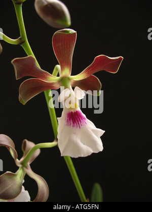 Orchid Encyclia diurna, Epidendrum atropurpureum, orchidea close up Foto Stock