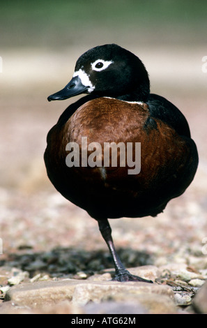 Femmina Shelduck australiano- Tadorna tadornoides-famiglia anatidi Foto Stock