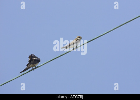 Barn swallow Hirundo rustica e Sand martin Riparia Riparia in appoggio sui fili di overhead vicino l'Etang de Biguglia Corsica Francia Foto Stock