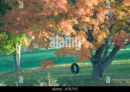 Immagine di stock di un pneumatico in rotazione uno zucchero acero in autunno con foglie rosse e verdi Foto Stock