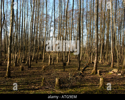 Bosco a Blashford Laghi Riserva Naturale, Hampshire, Regno Unito Foto Stock