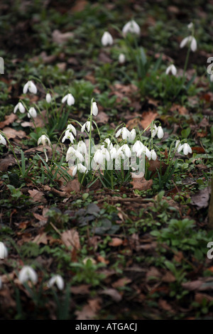 Snowdrops sulle rive del fiume Stour in Essex, Inghilterra Foto Stock