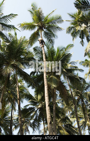 Albero di cocco scalatore Foto Stock