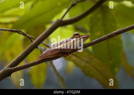 Southern rana di mantecazione Polypedates longinasus adulto a riposo sul ramo di albero Sinharaja Sri Lanka Foto Stock