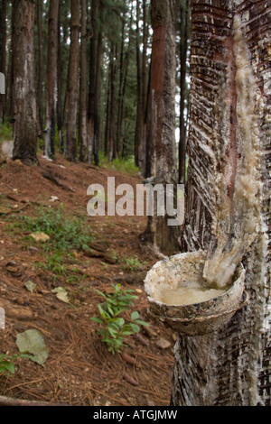 Toccando pino resina per lo Sri Lanka Foto Stock