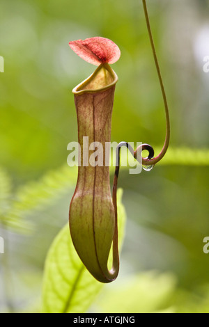 Nepenthes distillatoria pianta brocca sri lanka Foto Stock