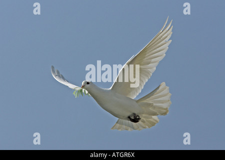 Colomba Bianca, Colomba della Pace (Columba sp.), volare con olio di oliva ramoscello nel becco, immagine manipolata Foto Stock