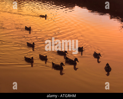 Anatre nuotare nel tramonto stagno riflettente Foto Stock