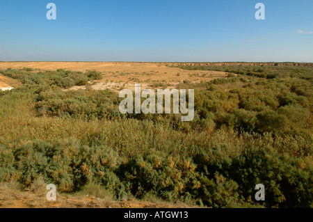Wadi Besor o Nahal besor, nella riserva naturale del deserto del Negev Israele sud Foto Stock