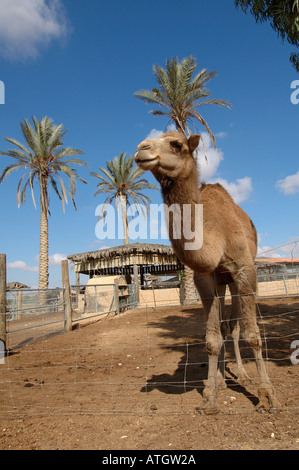 Addomesticazione camel presso la fattoria degli animali del Kibbutz Revivim nel deserto del Negev Israele sud Foto Stock