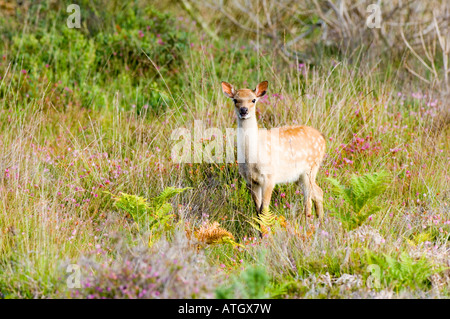 Giovani cervi sika, Cervus nippon, su Arne Heath nel Dorset Foto Stock