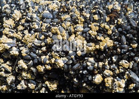 Dh gusci di cozze cozze UK Cluster su roccia alla riva nord-ovest Highlands bassa marea vita marina posti letto Foto Stock