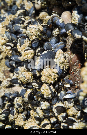 dh COZZE UK grappolo di cozze su roccia a riva Highlands bassa marea marina conchiglie letto molluschi bivalvi scozzesi mitilidae Foto Stock