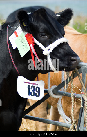 dh Aberdeen Angus mucche BOVINI UK Black Champion mucca a. Scottish Agricultural show Orkney Agriculture uk pedigree bestiame animale vicino In Scozia Foto Stock