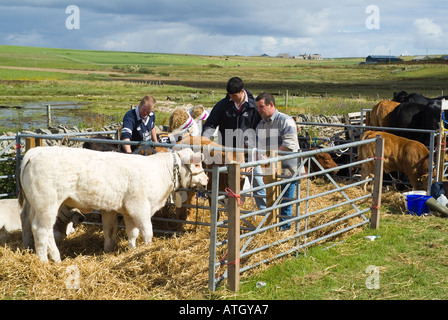 Dh continentale est mostra ST ANDREWS ORKNEY giovani agricoltori groom bull mucca i vitelli in mostra agricola County agricoltore Foto Stock