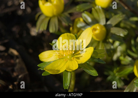 close up of eranthis hyemalis or winter aconite in a garden Foto Stock
