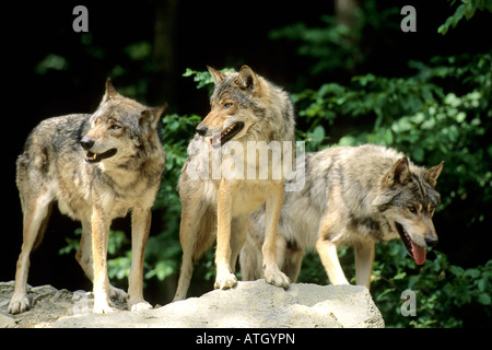Unione Lupo (Canis lupus), tre persone in piedi su una roccia Foto Stock