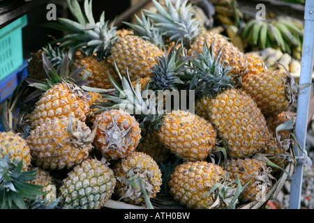 Ananassi, Mauritius Foto Stock