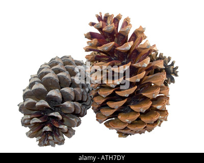 Pine cono isolato su bianco Foto Stock