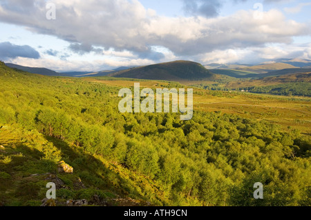 Morrone Birkwood, un relitto naturale bosco di betulle vicino a Braemar, guardando al Cairngorms Foto Stock