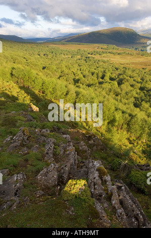 Morrone Birkwood, un relitto naturale bosco di betulle vicino a Braemar, guardando al Cairngorms Foto Stock