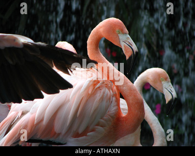 Il fenicottero rosa Phoenicopterus (sp) fenicotteri, fenicotteri rosa, colorati Animali e colorati di fauna selvatica, uccelli, piume close up Foto Stock