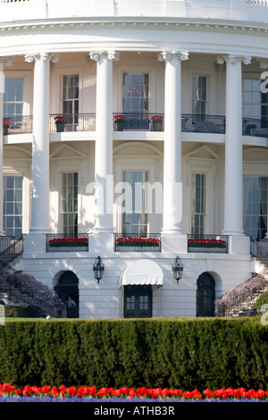Close up view of the rear of the White House, Washington DC, with the Truman Balcony in Springtime with Tulips and Wisteria. Foto Stock