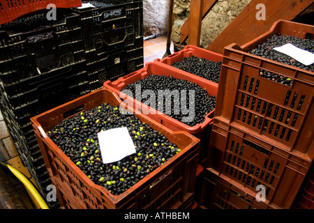 Casse di olive nere noires, antico mulino, acqua azionata a Tourtour Var Provence Francia. Vieux Moulin, huile Omega 3 di olio Foto Stock