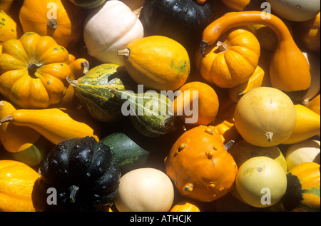 Un misto di diverse varietà di zucche zucche e zucche al sole nel mercato in Francia Foto Stock