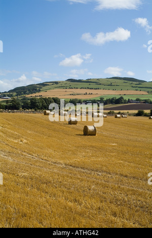 dh ORMISTON HILL PERTHSHIRE campi scozzesi Bale di paglia d'orzo in campo agricolo balle campagna Scozia balle Foto Stock