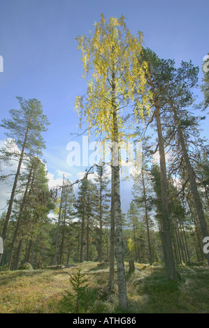 Un autunnale di betulla in una foresta di conifere; Muddus National Park Laponia Area del Patrimonio Mondiale la Lapponia Svezia Foto Stock
