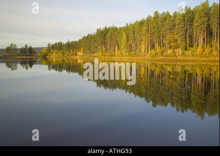 Alberi e il loro riflesso in un lago nr Jokkmokk Lapland Svezia Foto Stock