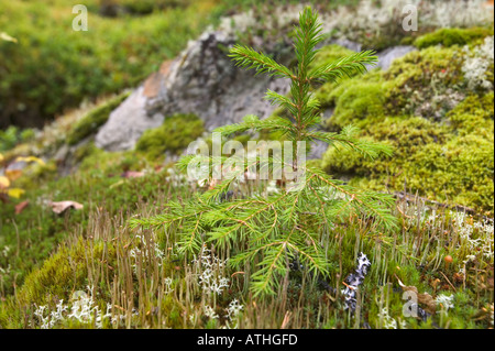 Una giovane pianticella di conifere prende in mano tra i licheni alla base di una roccia in una vecchia foresta su Mt Nammasj, Kvikkjokk Foto Stock