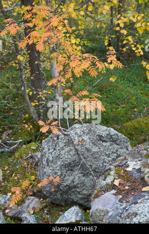 Un rowan tree in colore di autunno Muddus National Park Laponia Area del Patrimonio Mondiale la Lapponia Svezia Foto Stock