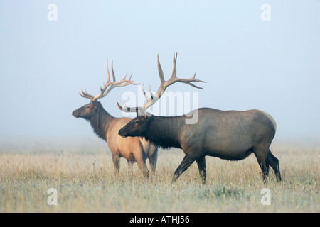 Alci del Bull Foto Stock