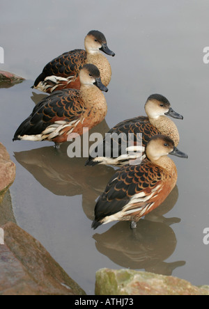 Sibilo errante anatre (Dendrocygna arcuata), Slimbridge WWT, Gloucestershire in Inghilterra Foto Stock