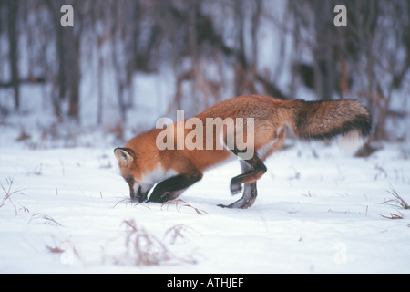 Red Fox hunting in inverno Foto Stock