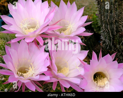 Echinopsis hybr. Foto Stock