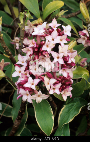 Daphne odora Aureomarginata "', viola profumati fiori di colore rosa, inverno, primavera pianta di giardino sempreverde, Daphnes Foto Stock