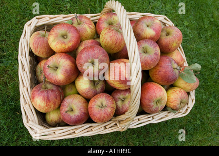 Cesto in Vimini pieno di appena raccolto maturo inglese organico di mangiare le mele Foto Stock