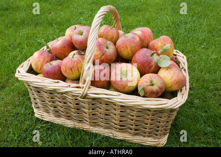 Cesto in Vimini pieno di appena raccolto maturo inglese organico di mangiare le mele Foto Stock