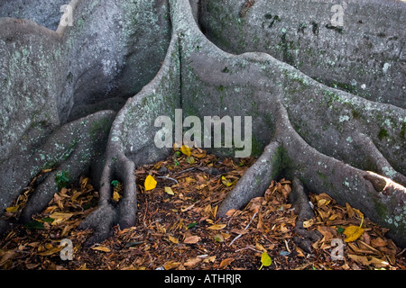 Moreton Bay Fig radici quadrate Foto Stock