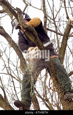 Tree feller taglio attraverso un trunk Foto Stock