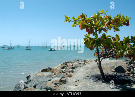 Spiaggia airlee queensland Proserpina Airlee Beach Australia australian vicino whitsunday island east coast airlee beach queensland Foto Stock