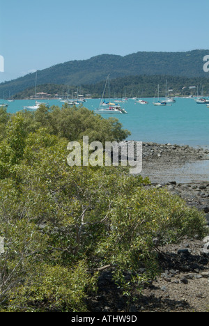 Sale impianto di mangrovie airlee beach queensland Proserpina Airlee spiaggia nave barca marina yacht blue sky meteo tropicali vacanza tra Foto Stock