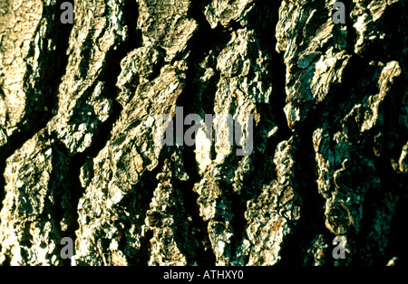 Close-up di corteccia di albero Foto Stock