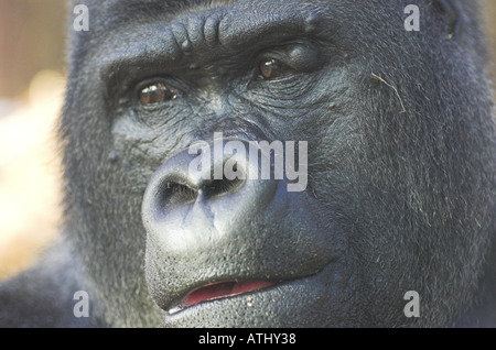 Close up di un argento gorilla indietro Foto Stock