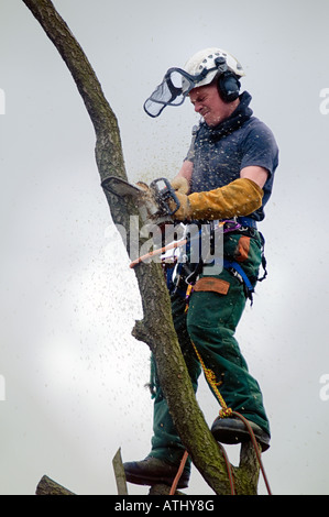 Tree feller taglio attraverso un tronco sottile Foto Stock