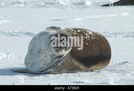 Weddel guarnizione, Antartide, ghiaccio, neve, freddo, vita marina Foto Stock